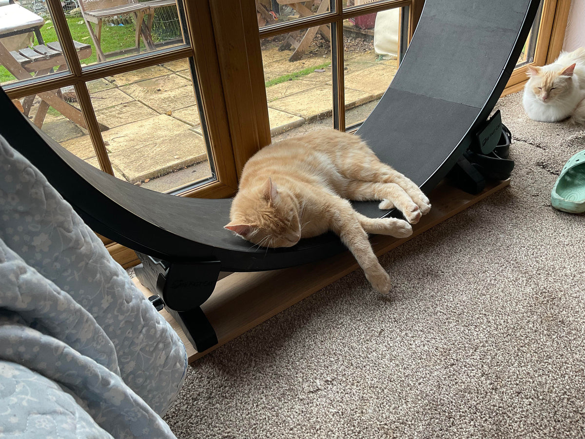 Best Cat Treadmill for Lazy, Overweight Cats: Keep Your Feline Fit and Active