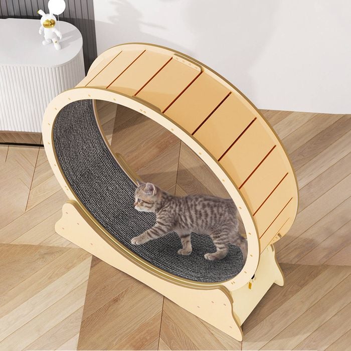 Light gray tabby kitten using a beige wooden cat exercise wheel with scratch pad surface.