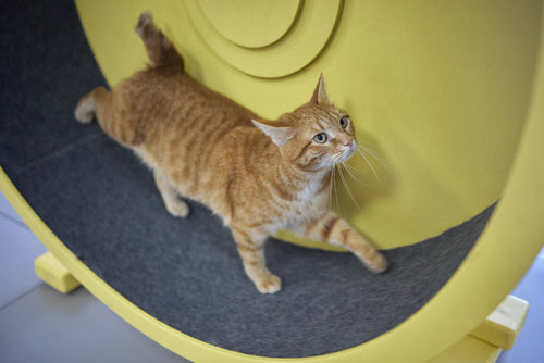 Ginger tabby cat walking on a large, yellow cat exercise wheel indoors.
