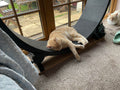 Orange cat lying relaxed on a black exercise wheel by a sunny window, with another cat nearby.