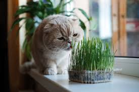 Grass for Gas-Free Cats: Cat Grass for Healthy Digestion - Plus Store