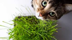 Tabby cat with bright green eyes looks down, nibbling on fresh, vibrant green cat grass in a container.
